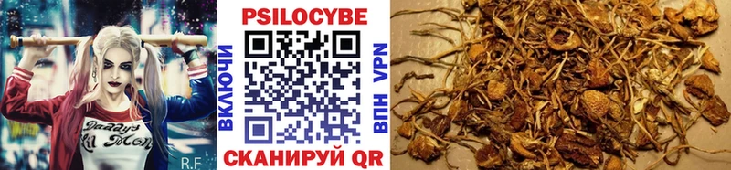 Галлюциногенные грибы Psilocybe  Долгопрудный 